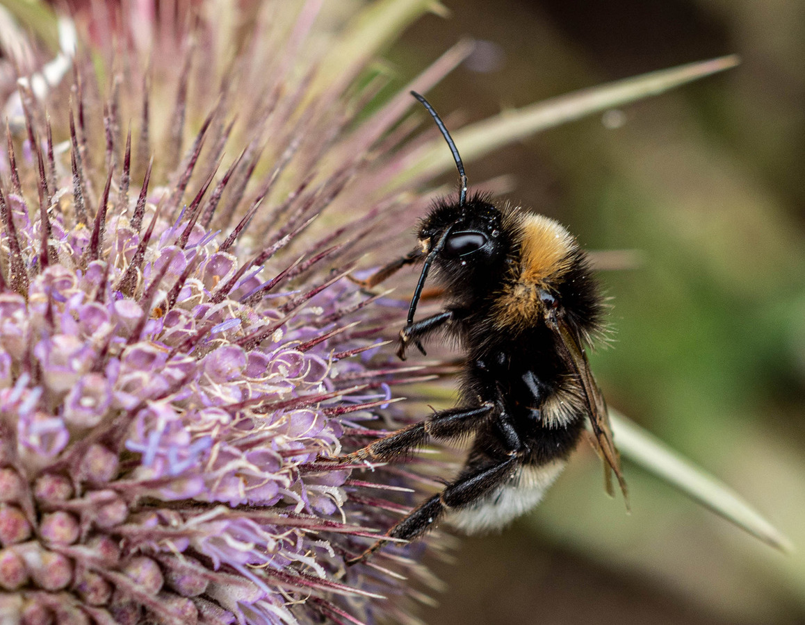 10 White tailed Bee on Teasel